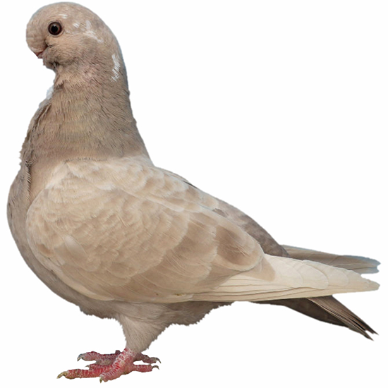 African Owl Pigeon